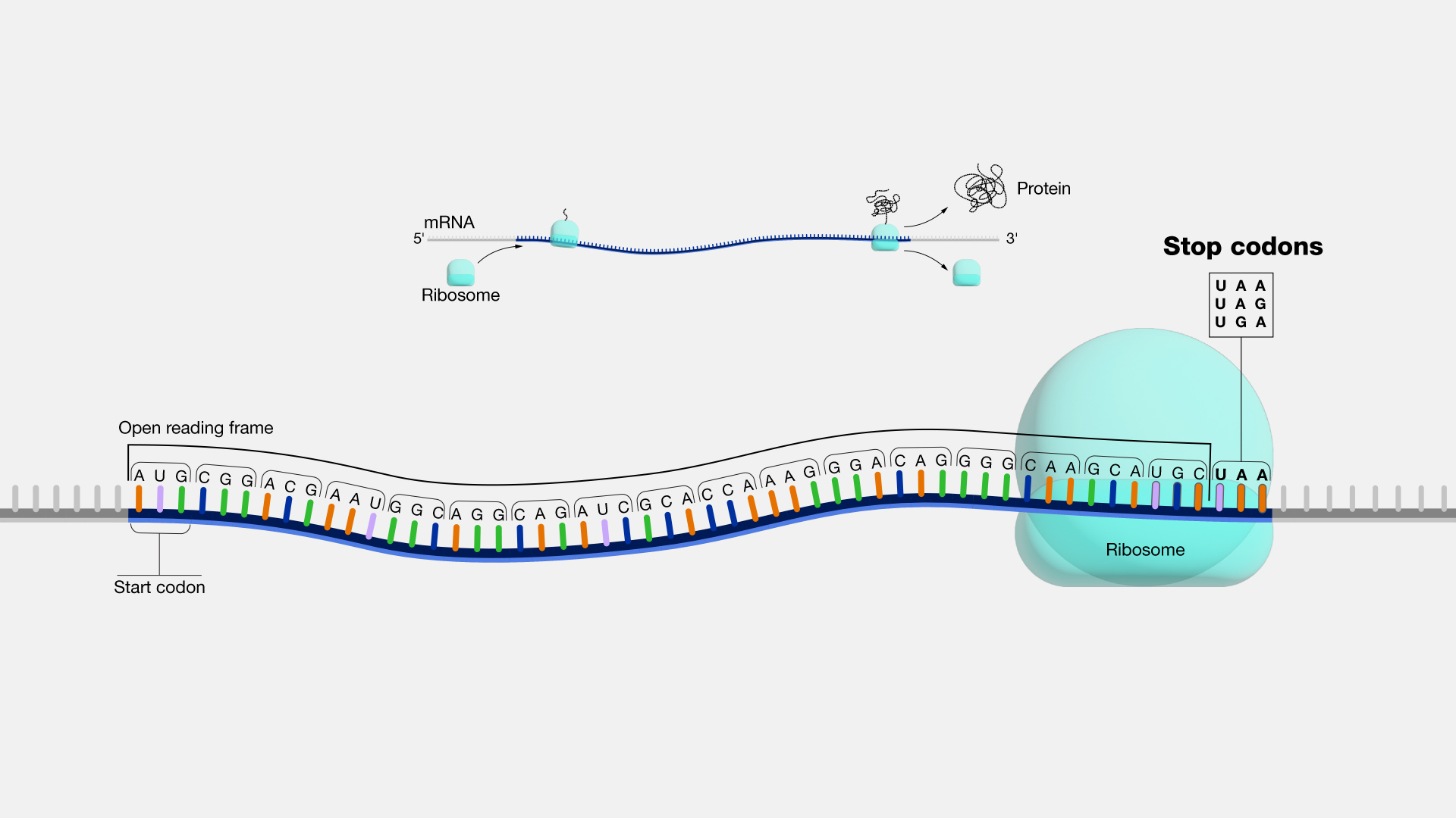 Stop Sequences — illustration