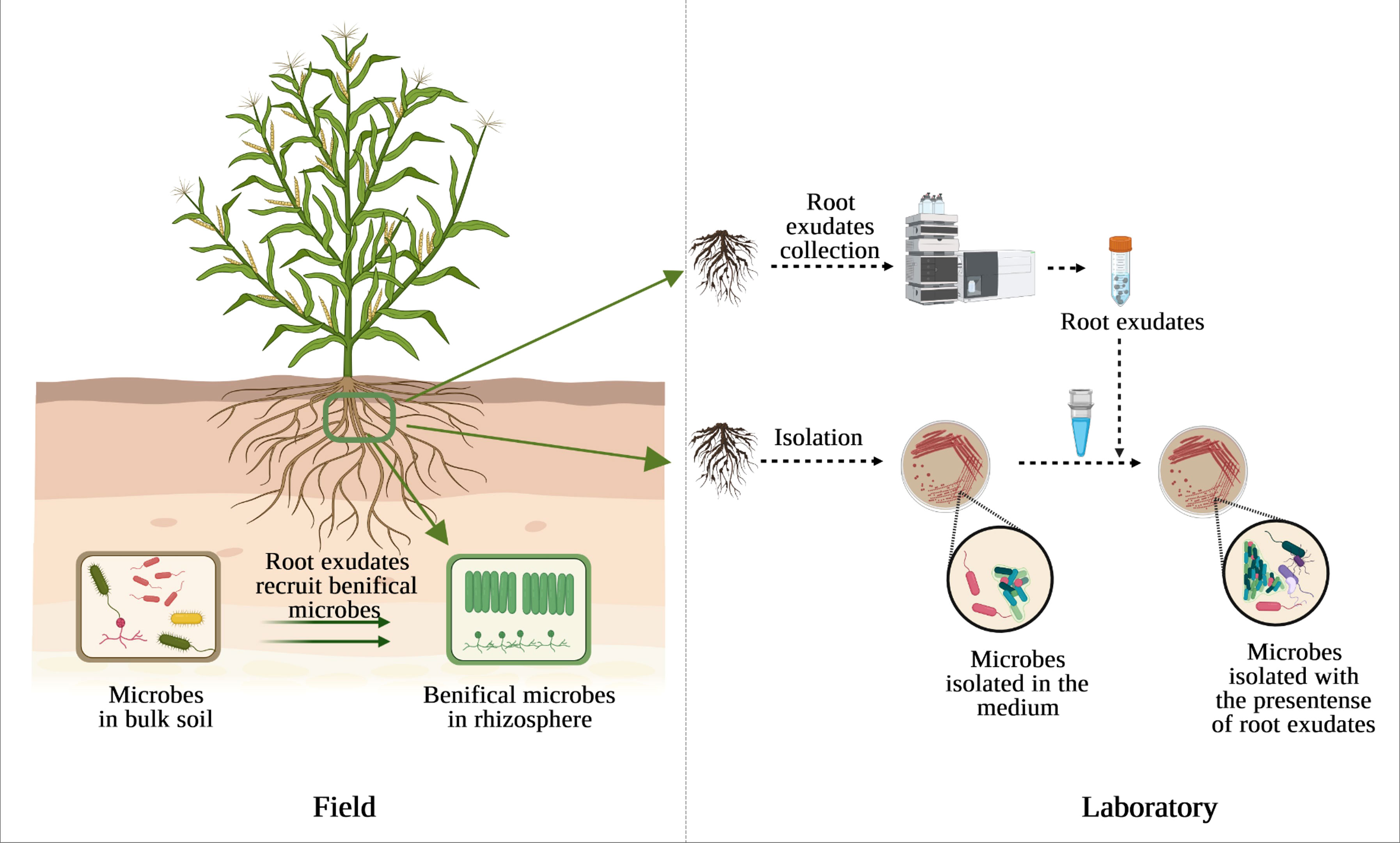 Sampling, Roots & Elicitation — illustration